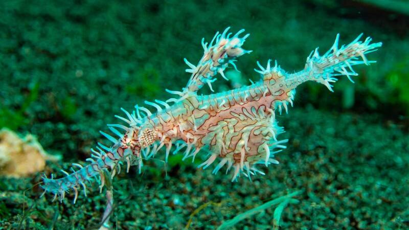 Nitrox Diver Kurs, Speyer, Mannheim, Heidelberg, Bruchsal, Hofheim, Kellinghusen, Plau am See, Arnstein, Leverkusen, Greifswald,  